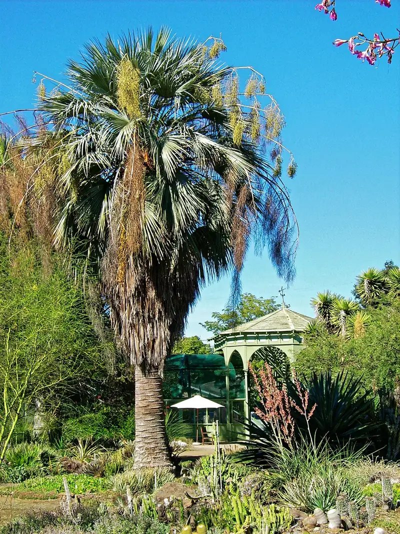 Ruth Bancroft Garden