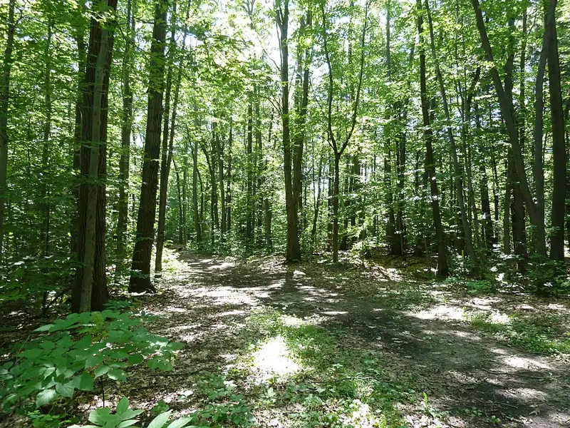 Morgan Arboretum