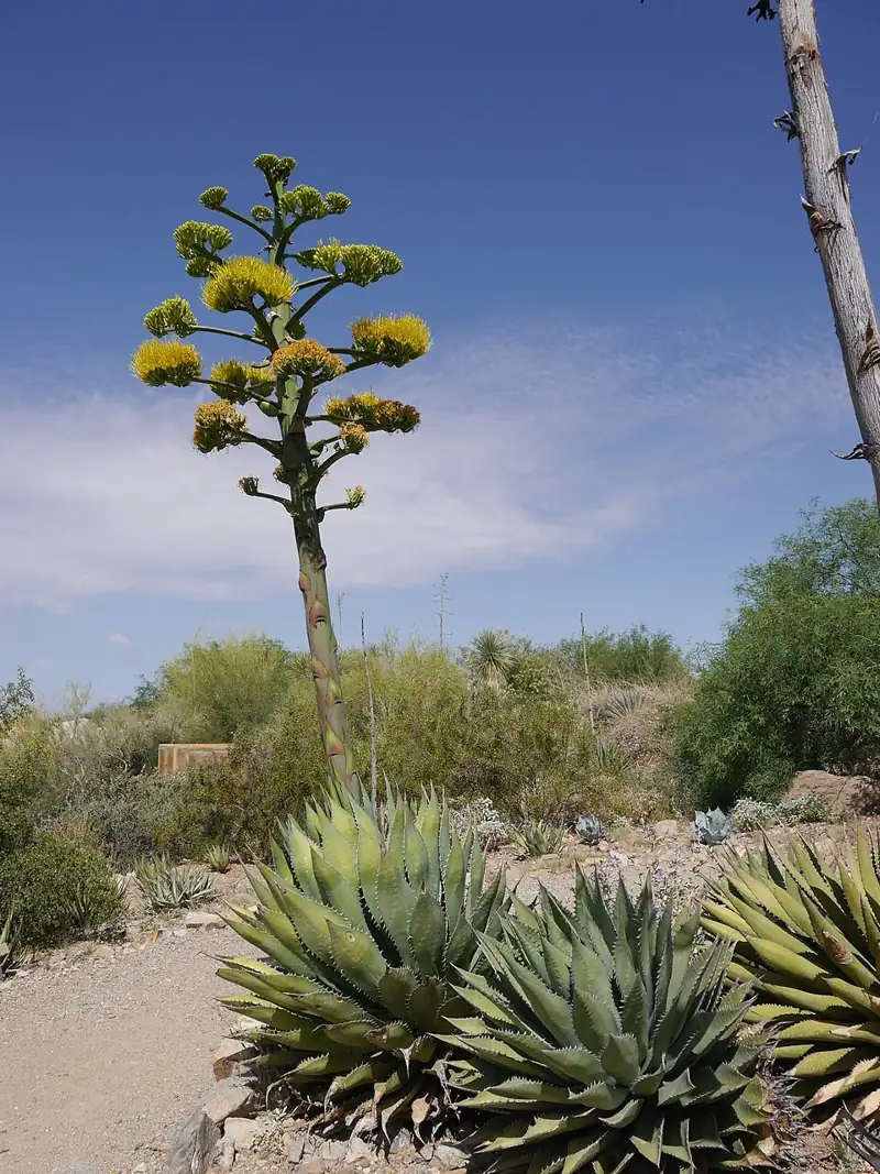 Arizona-Sonora Desert Museum
