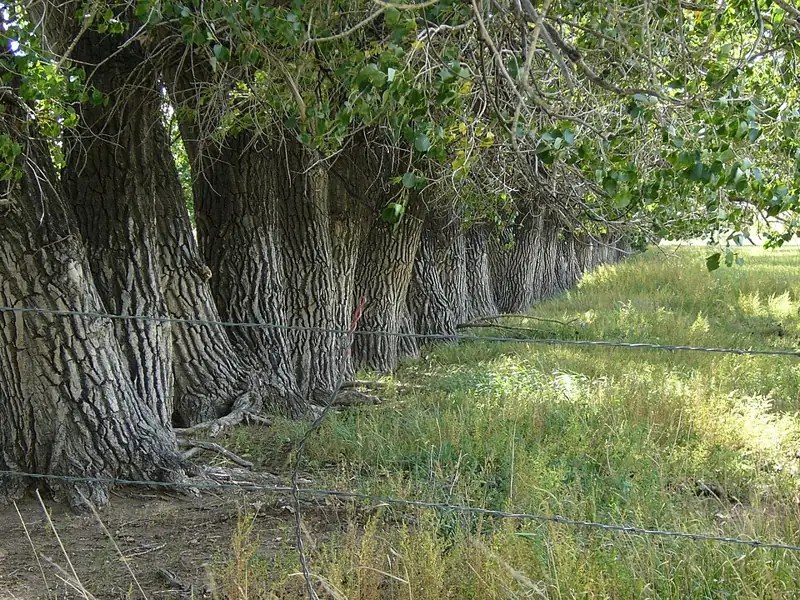 High Plains Arboretum