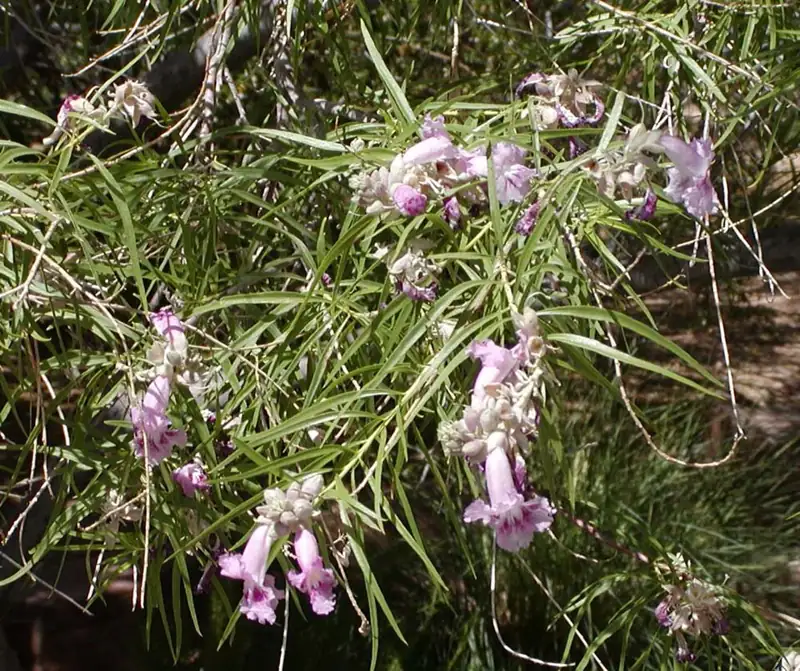 Clovis Botanical Garden