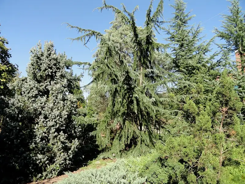 J. C. Raulston Arboretum