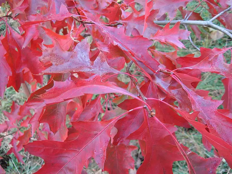 Taltree Arboretum and Gardens